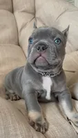 Puppy #1, a male French Bulldog for sale in Jacksonville, FL – 3 of 5