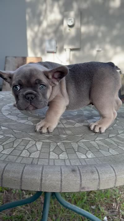 Puppy #3, a male French Bulldog for sale in Jacksonville, FL – 4 of 4