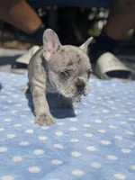 Cookie, a female French Bulldog for sale in Jacksonville, FL – 2 of 2