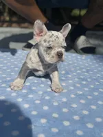 Blake, a female French Bulldog for sale in Jacksonville, FL – 2 of 3