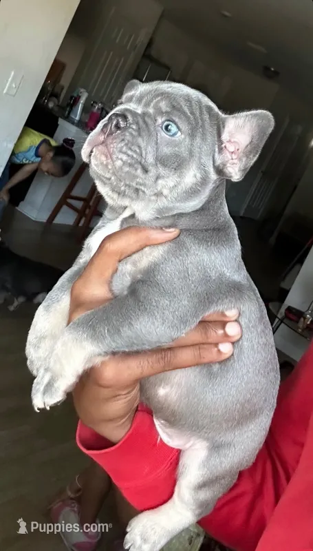 Puppy #1 – French Bulldog puppy for sale in Jacksonville, FL
