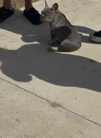 Puppy #1, a male French Bulldog for sale in Jacksonville, FL – 4 of 5
