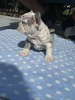 Blake, a female French Bulldog for sale in Jacksonville, FL – 3 of 3