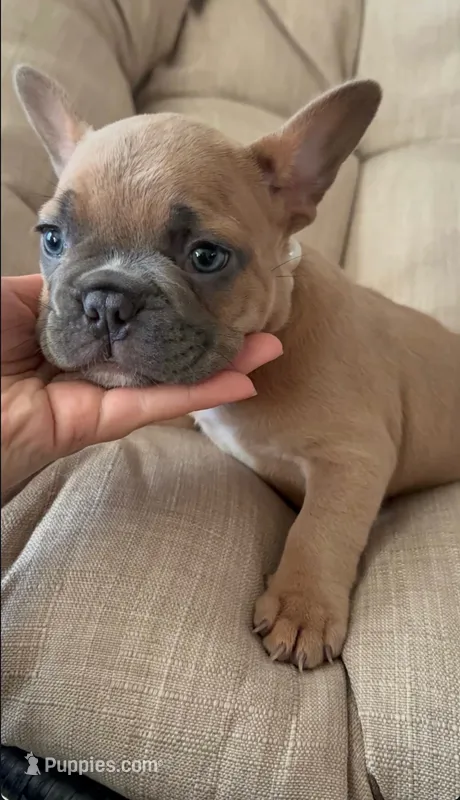 Puppy #2 – French Bulldog puppy for sale in Jacksonville, FL
