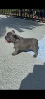 Beau , a male French Bulldog for sale in Jacksonville, FL – 3 of 3
