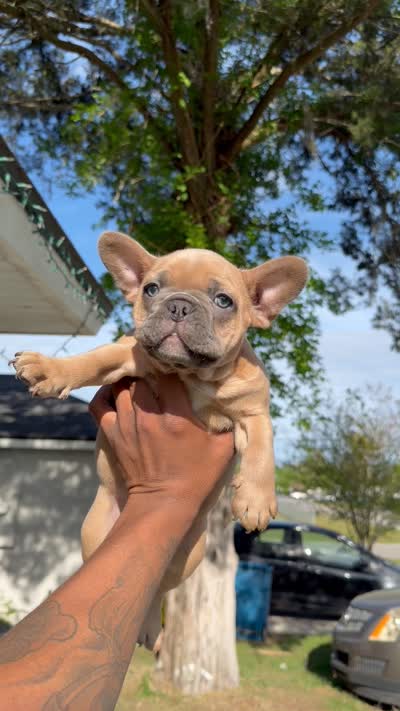 Puppy #2, a female French Bulldog for sale in Jacksonville, FL – 5 of 5