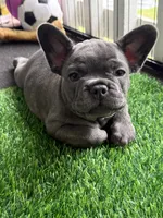 Beau , a male French Bulldog for sale in Jacksonville, FL – 2 of 3