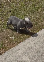 Puppy #1, a male French Bulldog for sale in Jacksonville, FL – 5 of 5