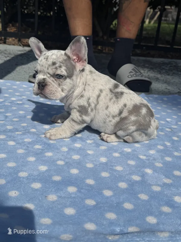 Blake – French Bulldog puppy for sale in Jacksonville, FL