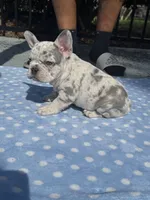 Blake, a female French Bulldog for sale in Jacksonville, FL – 1 of 3