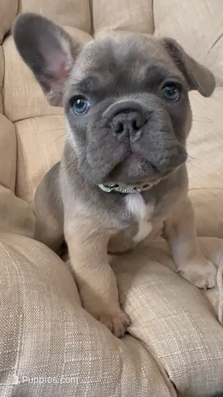 Puppy #3 – French Bulldog puppy for sale in Jacksonville, FL