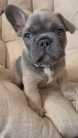 Puppy #3, a male French Bulldog for sale in Jacksonville, FL – 1 of 4