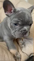 Puppy #1, a male French Bulldog for sale in Jacksonville, FL – 2 of 5