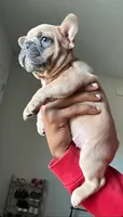 Puppy #2, a female French Bulldog for sale in Jacksonville, FL – 2 of 5