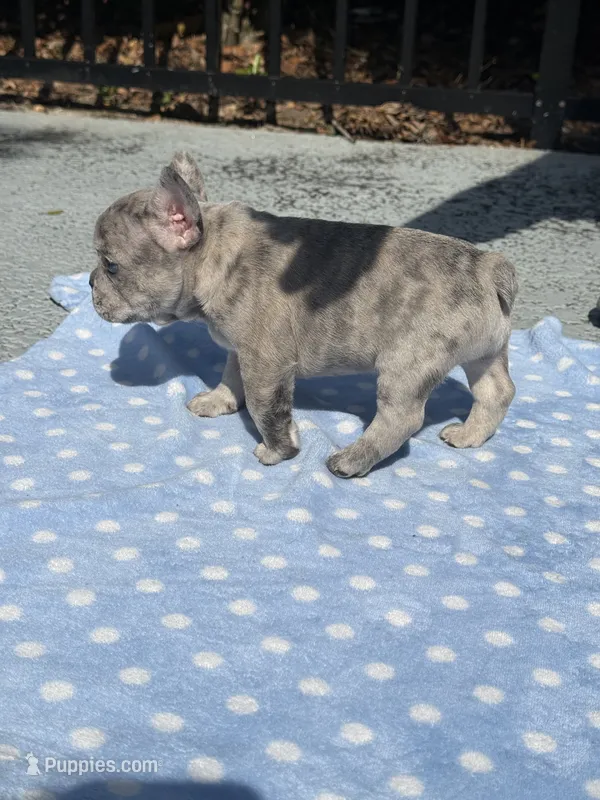 Cookie – French Bulldog puppy for sale in Jacksonville, FL