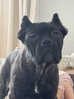 Ammo, a male Perro de Presa Canario and Cane Corso for sale in Staten Island, NY – Photo 2 of 2