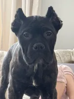 Ammo, a male Perro de Presa Canario and Cane Corso for sale in Staten Island, NY – Photo 1 of 2