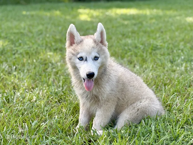 Lasso  – Siberian Husky puppy for sale in Liberty, MS