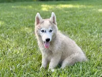 Lasso , a male Siberian Husky for sale in Liberty, MS – 1 of 6