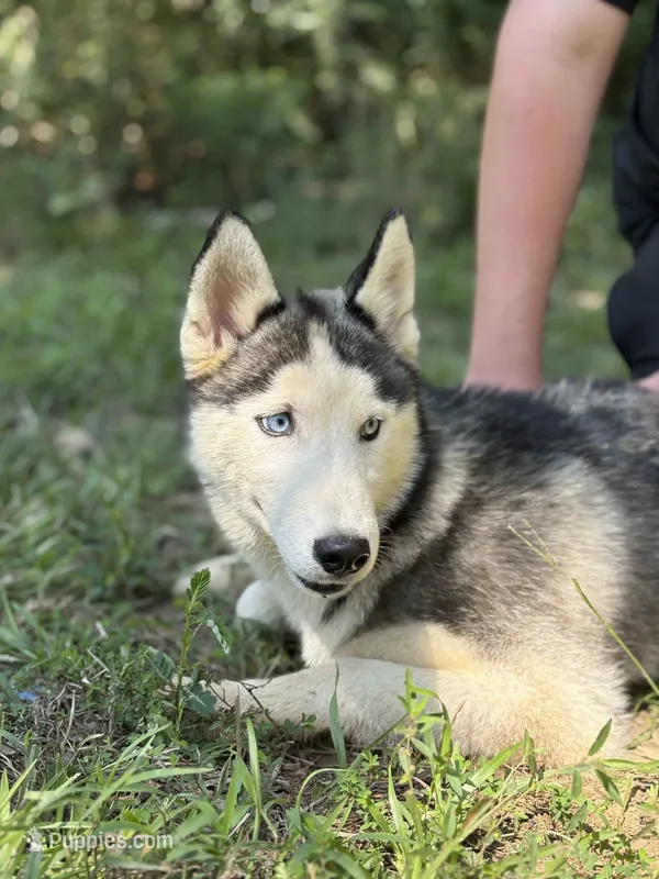 Blaze – Siberian Husky puppy for sale in Liberty, MS