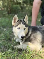Blaze, a male Siberian Husky for sale in Liberty, MS – 1 of 6