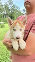 Bolt, a male Siberian Husky for sale in Liberty, MS – 6 of 6
