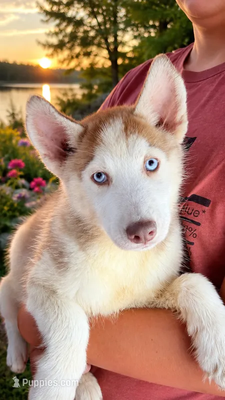 Titian  – Siberian Husky puppy for sale in Liberty, MS