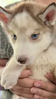 Diamond , a male Siberian Husky for sale in Liberty, MS – 4 of 10