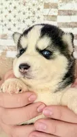 Cookie, a female Siberian Husky for sale in Liberty, MS – 6 of 6