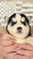 Cookie, a female Siberian Husky for sale in Liberty, MS – 5 of 6