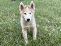 Phantom, a male Siberian Husky for sale in Liberty, MS – 3 of 6