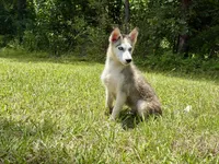 Balto , a male Siberian Husky for sale in Liberty, MS – 3 of 4