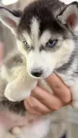 Topaz , a male Siberian Husky for sale in Liberty, MS – 8 of 9