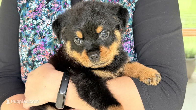 Butch – Rottweiler puppy for sale in Liberty, MS