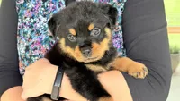 Butch, a male Rottweiler for sale in Liberty, MS – 1 of 2