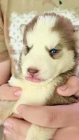 Coco, a female Siberian Husky for sale in Liberty, MS – 5 of 6