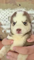 Coco, a female Siberian Husky for sale in Liberty, MS – 4 of 6