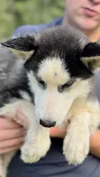 Lacy, a female Siberian Husky for sale in Liberty, MS – 5 of 7