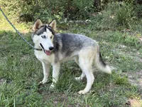 Rocket, a male Siberian Husky for sale in Liberty, MS – 3 of 6