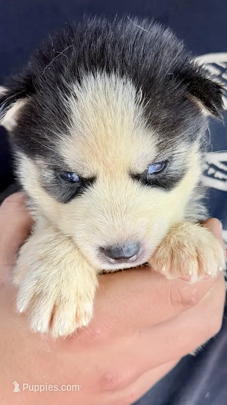 Lilly – Siberian Husky puppy for sale in Liberty, MS