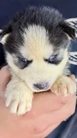 Lilly, a male Siberian Husky for sale in Liberty, MS – 1 of 6