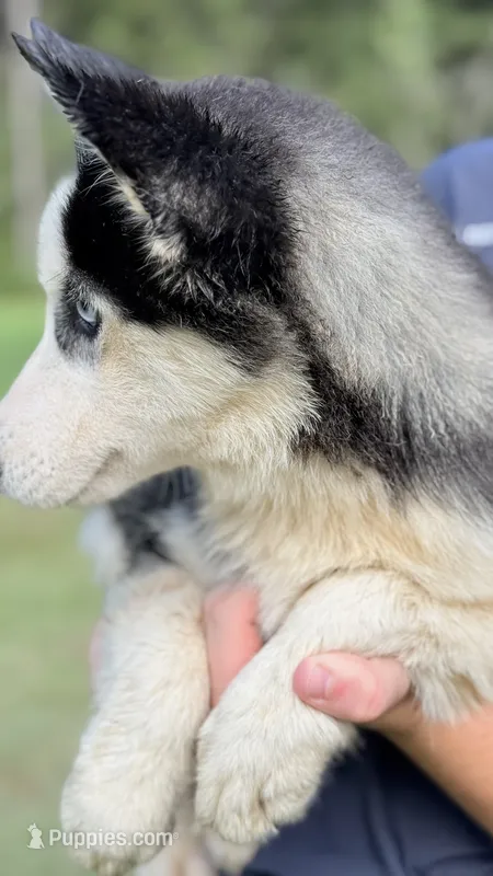 Lacy – Siberian Husky puppy for sale in Liberty, MS