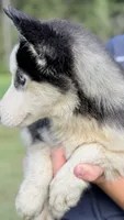 Lacy, a female Siberian Husky for sale in Liberty, MS – 1 of 7