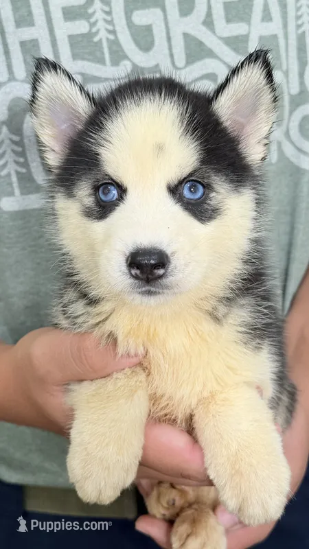 Lilly – Siberian Husky puppy for sale in Liberty, MS