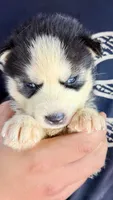 Lilly, a male Siberian Husky for sale in Liberty, MS – 5 of 6