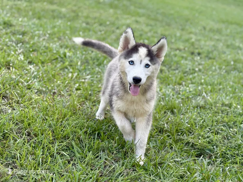 Lola – Siberian Husky puppy for sale in Liberty, MS