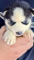 Lilly, a male Siberian Husky for sale in Liberty, MS – 2 of 6