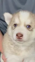Foxy, a female Siberian Husky for sale in Liberty, MS – 2 of 7