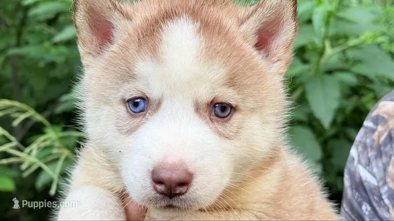 Bolt – Siberian Husky puppy for sale in Liberty, MS