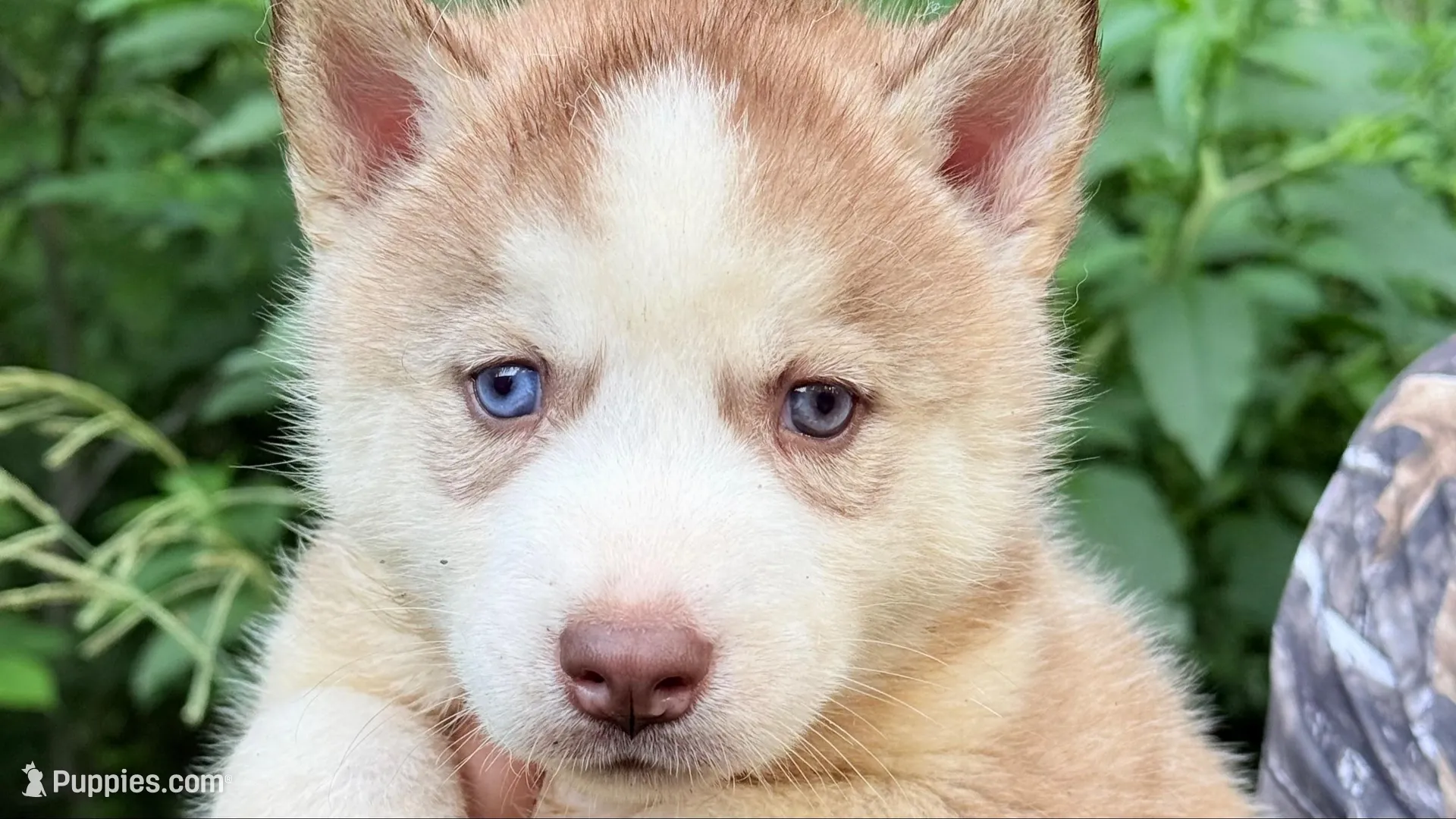 Bolt, a male Siberian Husky for sale in Liberty, MS – 1 of 8